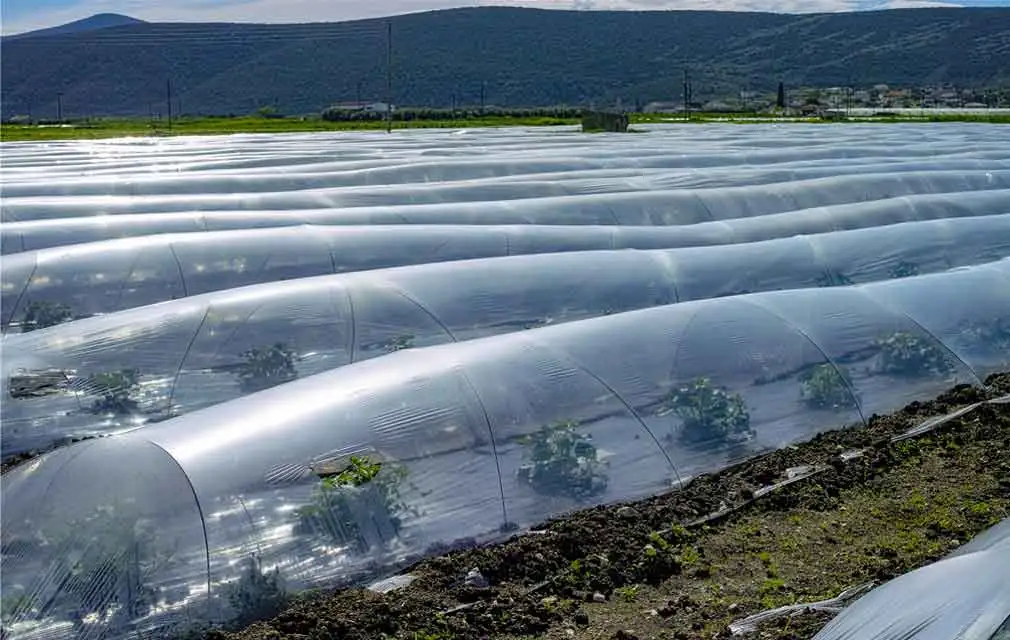 Polymer Stabilizers Application in Agriculture